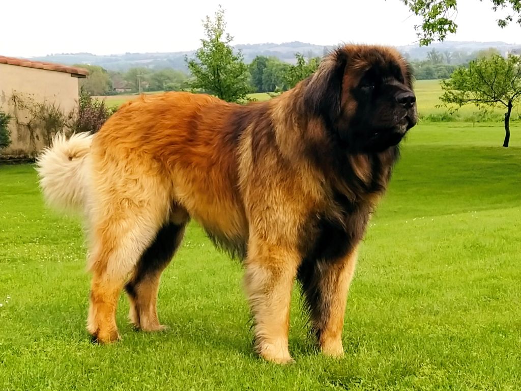 Popitch fjord De la legende du chene