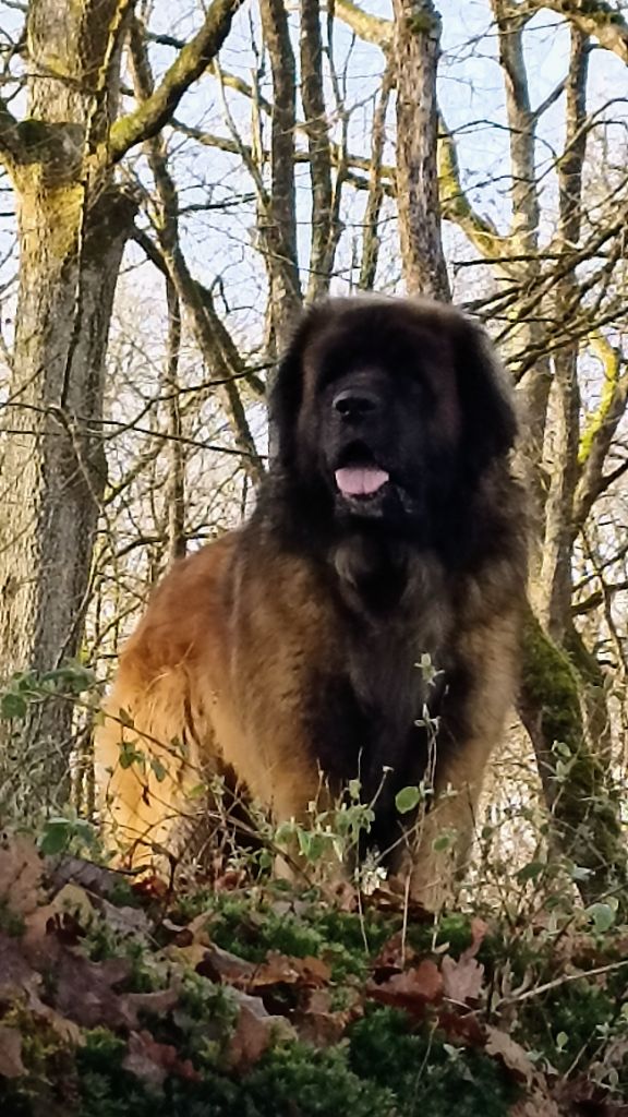 Popitch fjord De la legende du chene