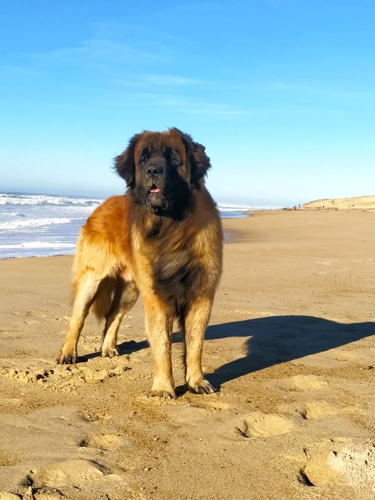 Popitch fjord De la legende du chene