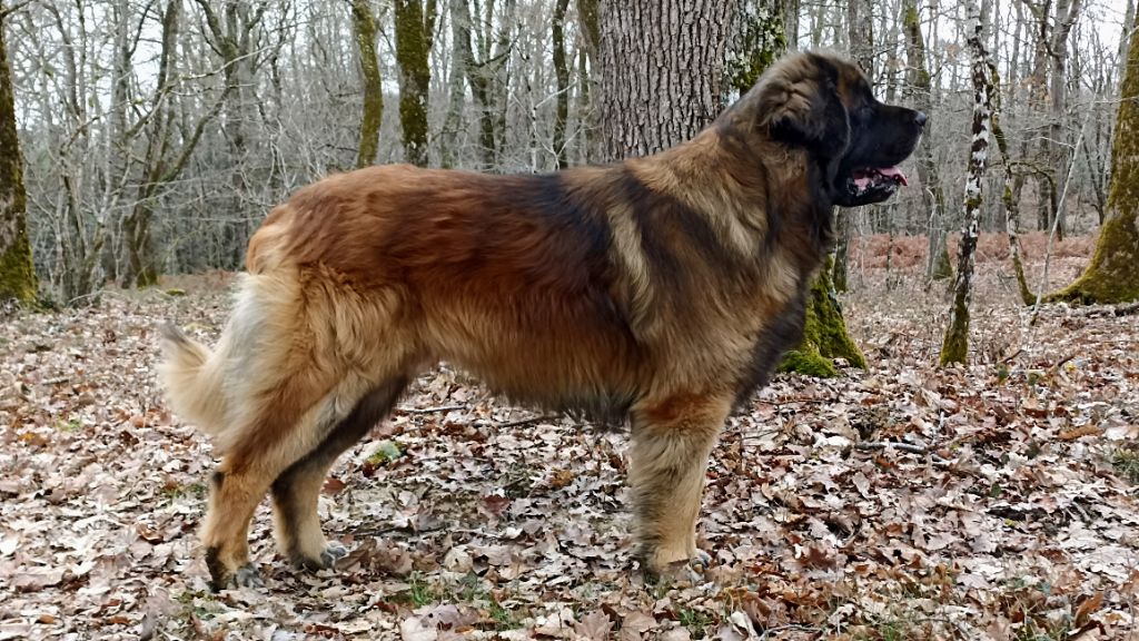 Popitch fjord De la legende du chene