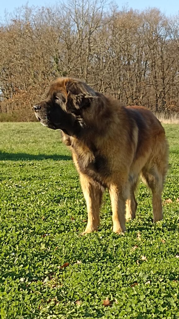 Popitch fjord De la legende du chene